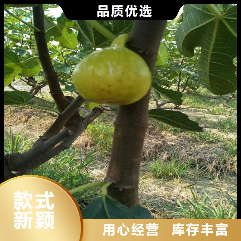 无花果樱桃苗源头实体厂商