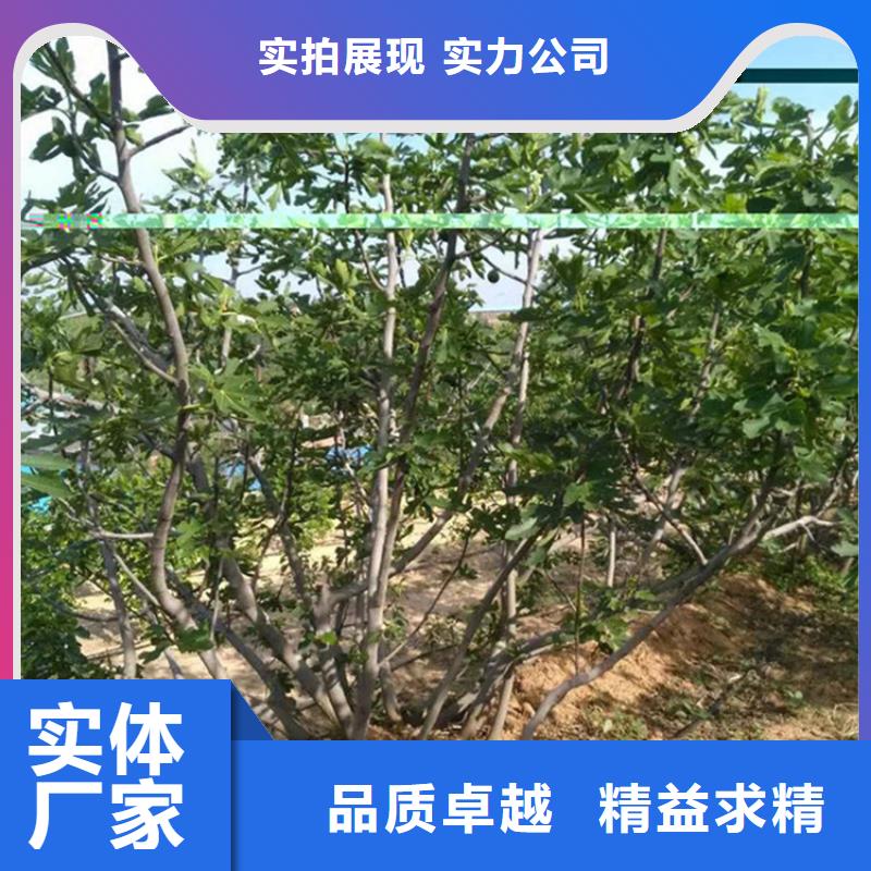 无花果苹果苗性价比高