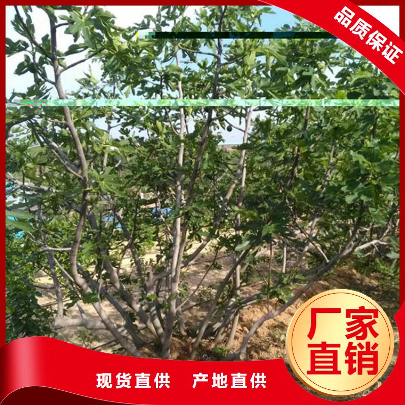 无花果【红石榴苗基地】厂家直销供货稳定