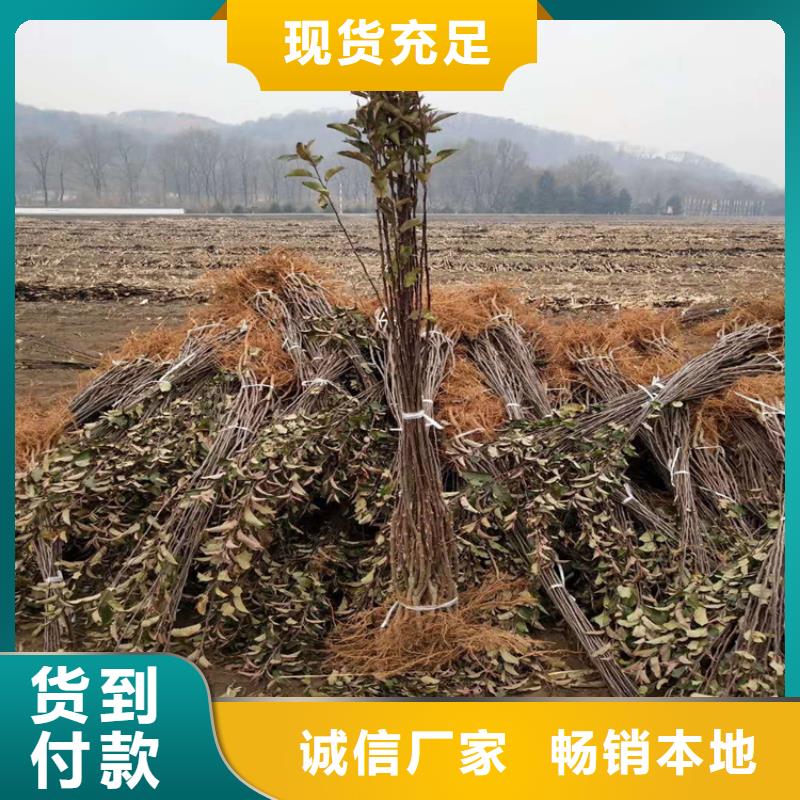 矮化苹果树苗一亩地栽多少棵/轩园园艺场