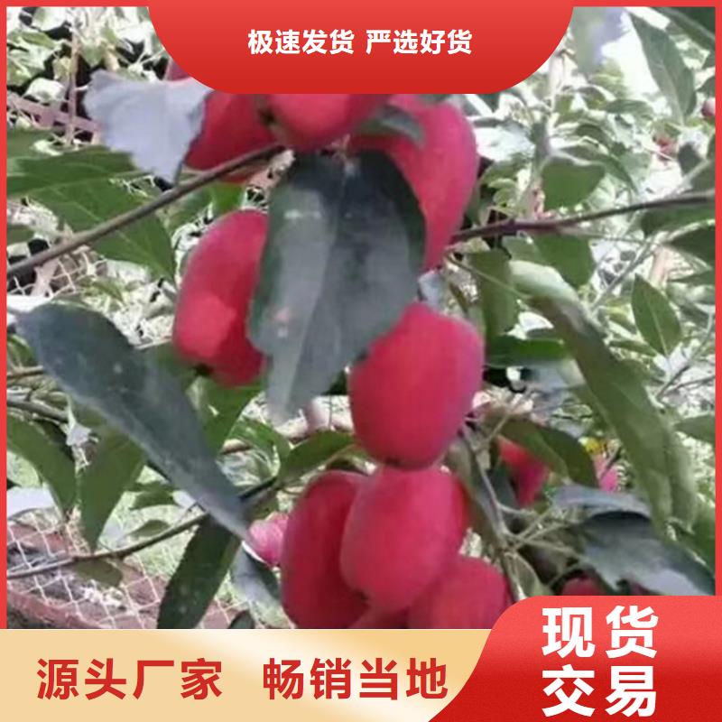 苹果樱桃苗交货准时