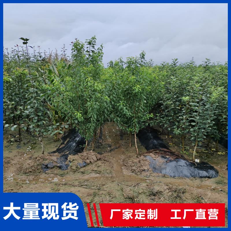 矮化苹果树苗一亩地栽多少棵/轩园园艺场