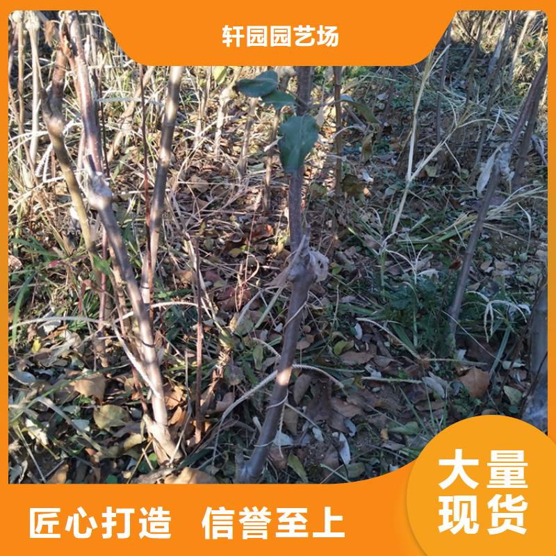 矮化苹果树苗一亩地栽多少棵/轩园园艺场