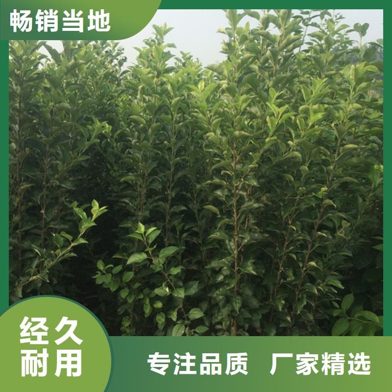 苹果樱桃苗交货准时