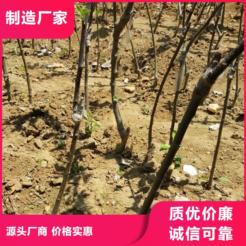 【苹果,苹果苗资质认证】