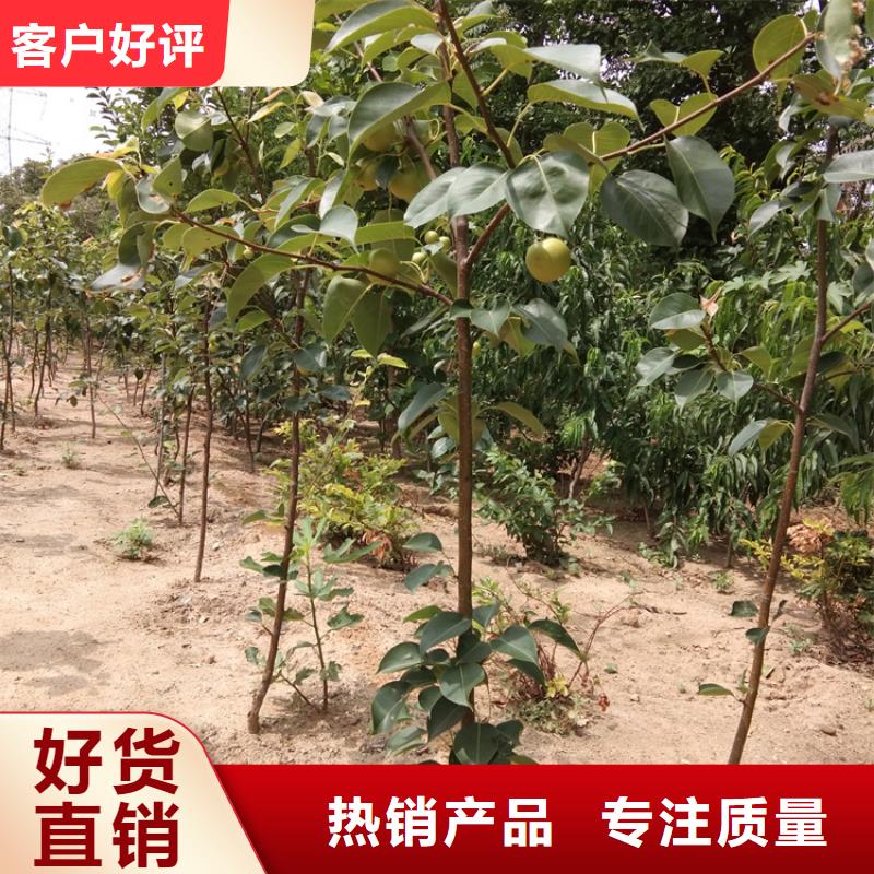 梨树-桃树苗供您所需