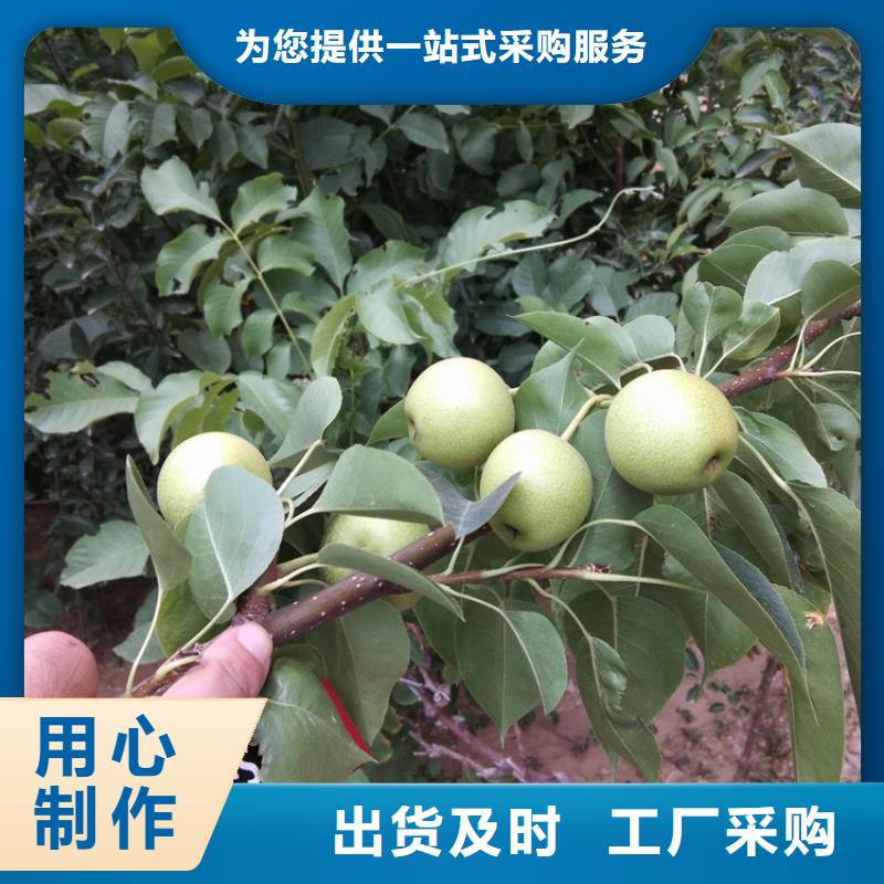 梨树-桃树苗供您所需