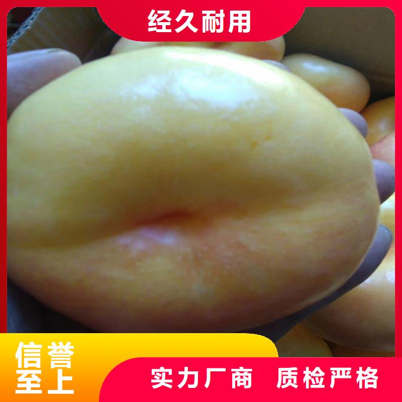 桃树苗-视频-焦作|商丘桃树苗_轩园园艺场(河南省分公司)