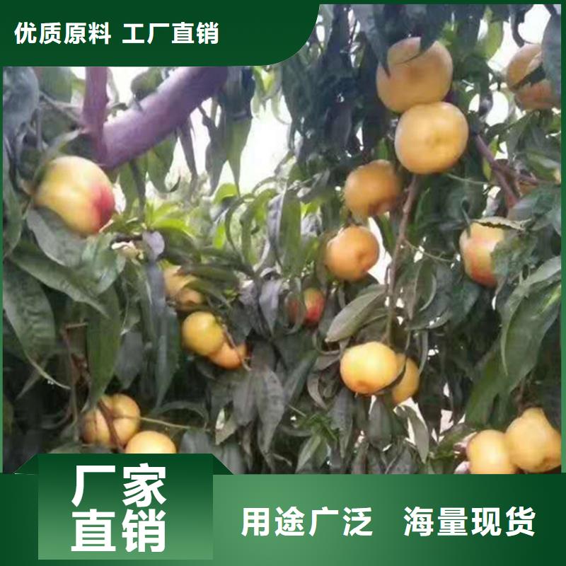 新品种桃树苗适合种植地区