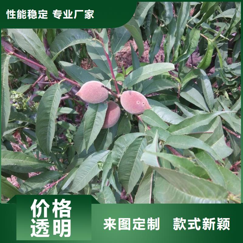 新品种桃树苗适合种植地区