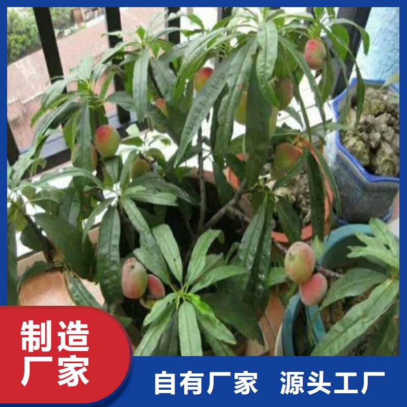 新品种桃树苗适合种植地区