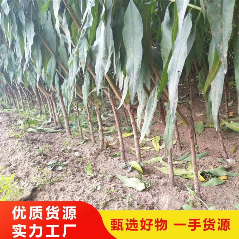 新品种桃树苗适合种植地区