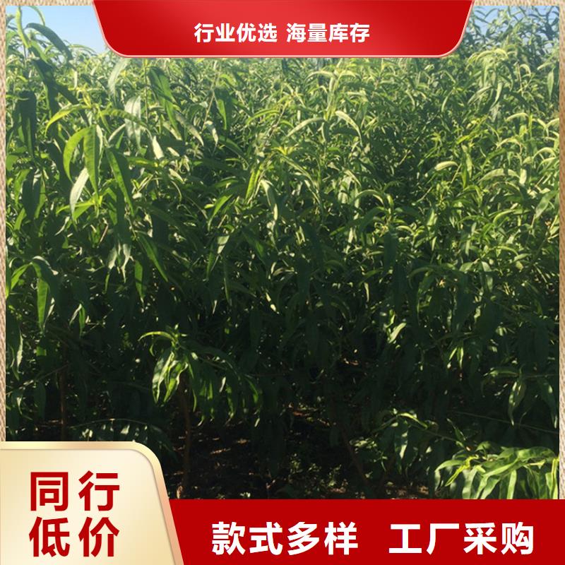 桃树苗-视频-焦作|商丘桃树苗_轩园园艺场(河南省分公司)