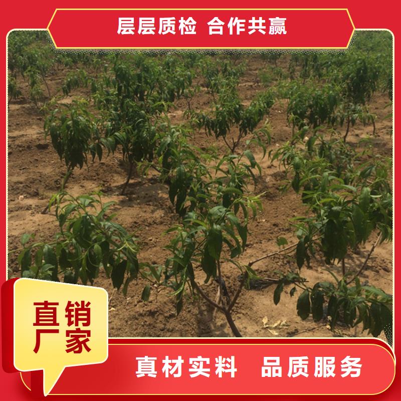 桃梨树苗源头厂源头货