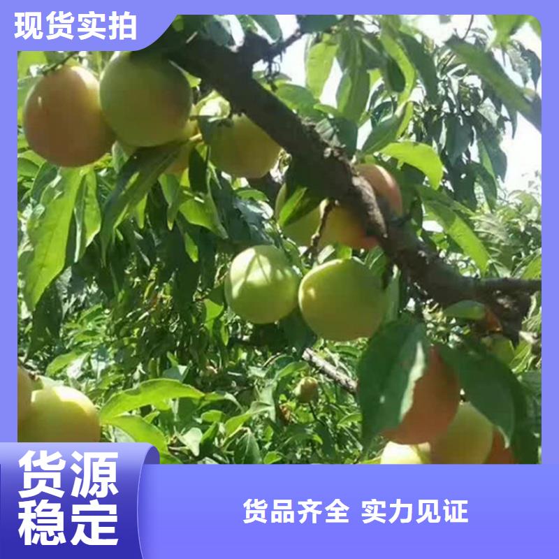 蓝蜜李子树采摘园批发零售