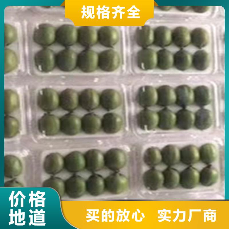 奇异果苗当年结果树