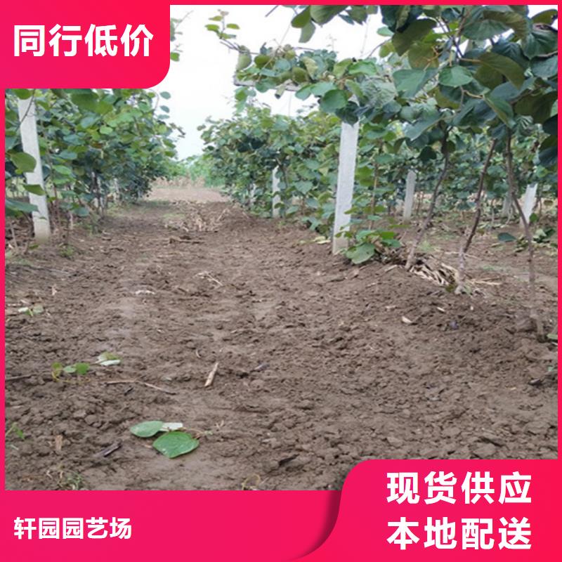 猕猴桃蓝莓苗通过检测