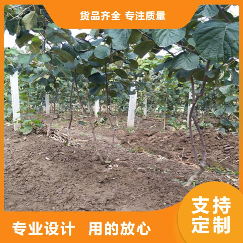 猕猴桃梨树苗厂家大量现货
