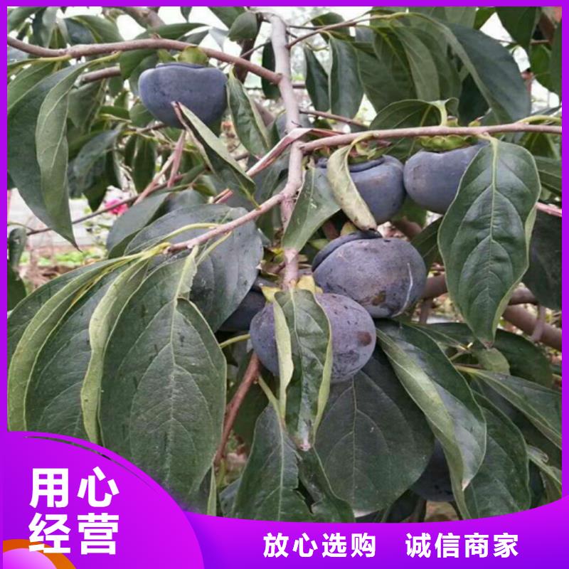 柿子樱桃苗用心做好每一件产品