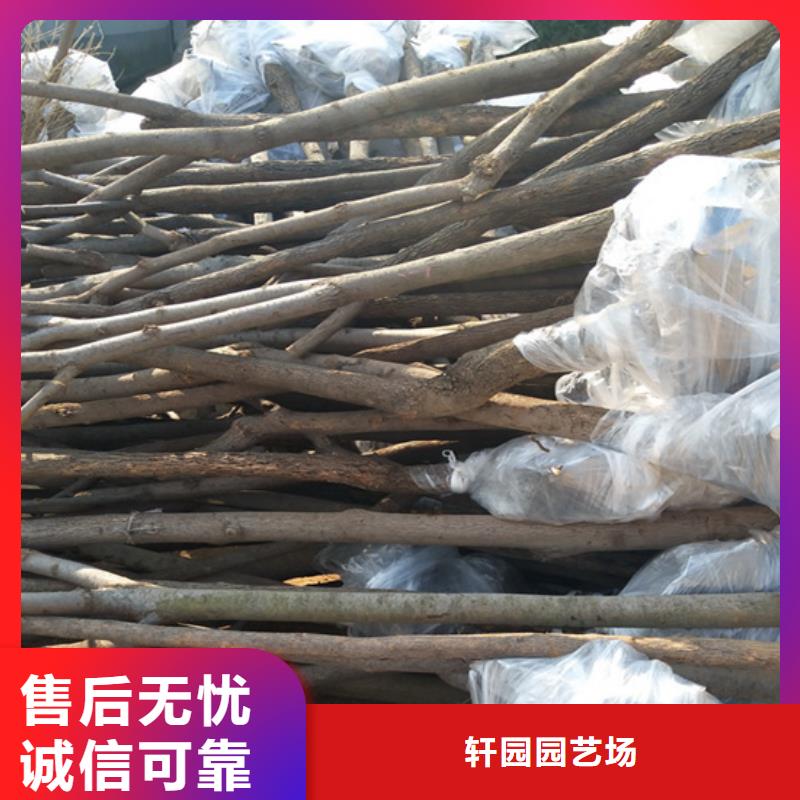 柿子,西瓜苗实地大厂