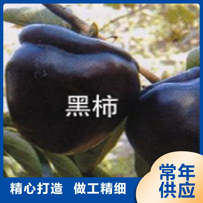 周边【轩园】柿子,梨树苗优质货源