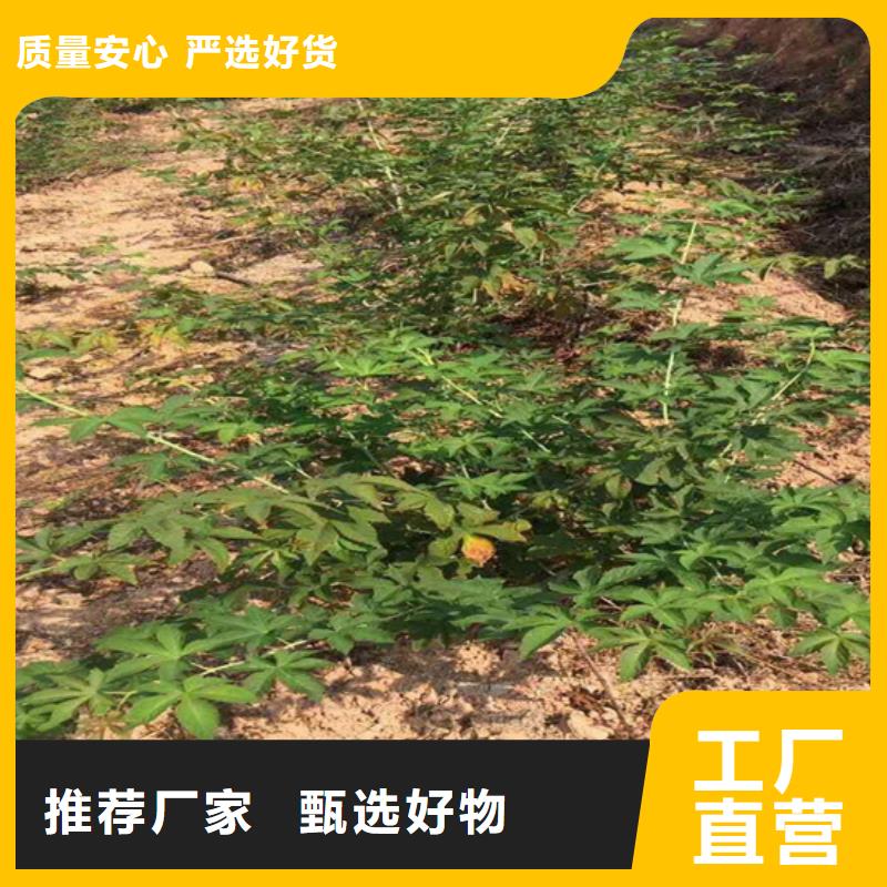 树莓_樱桃苗优选厂商