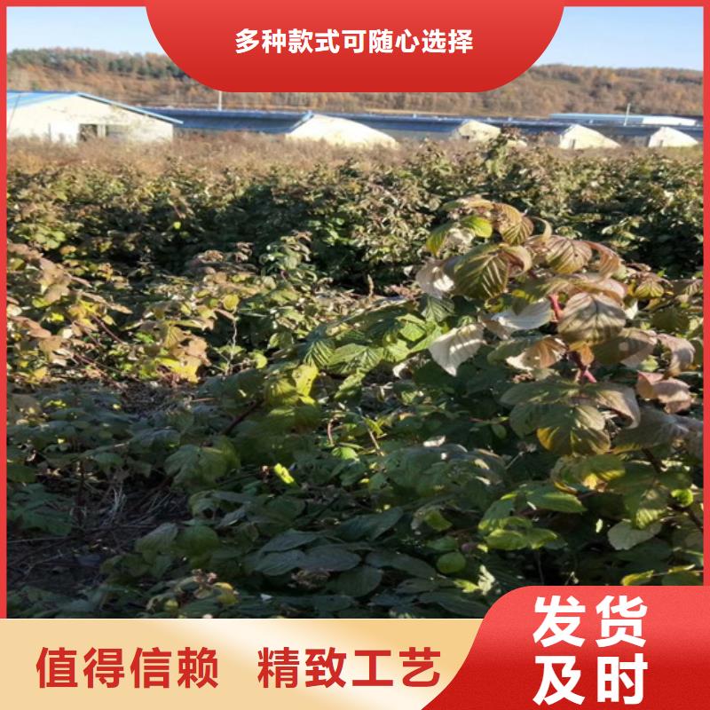 树莓樱桃苗一站式厂家