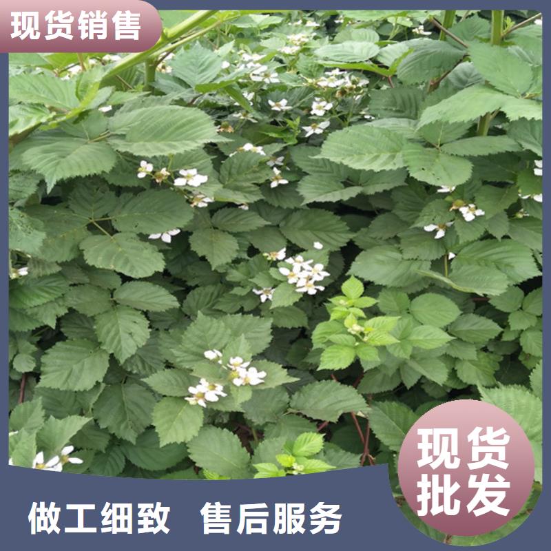 树莓【无花果苗】多种规格可选