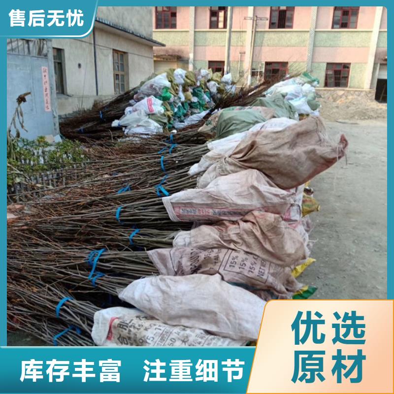 碧根果苹果苗种类多质量好