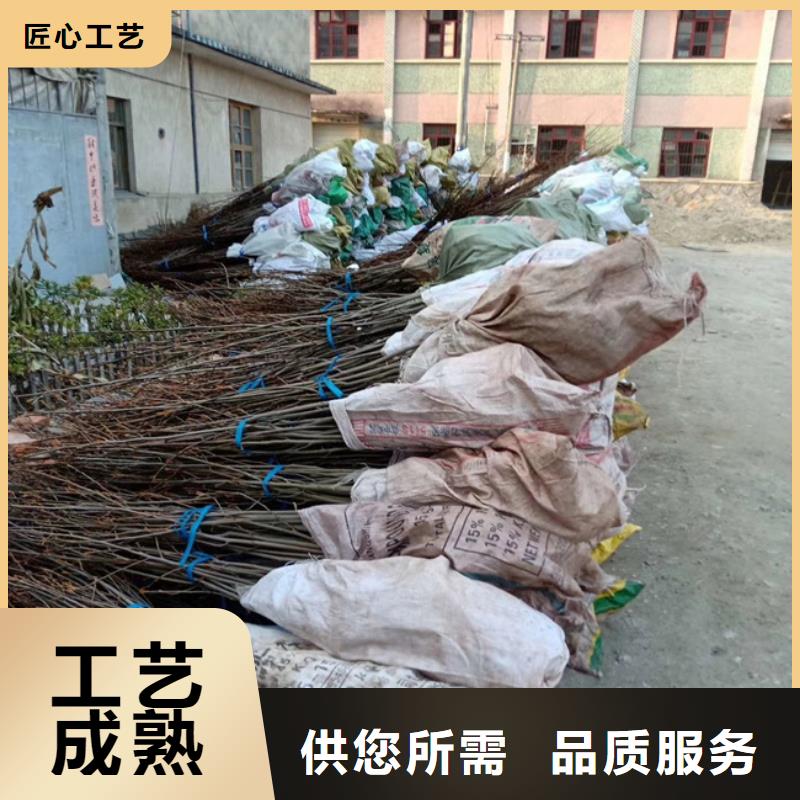 碧根果 桃树苗好产品放心购