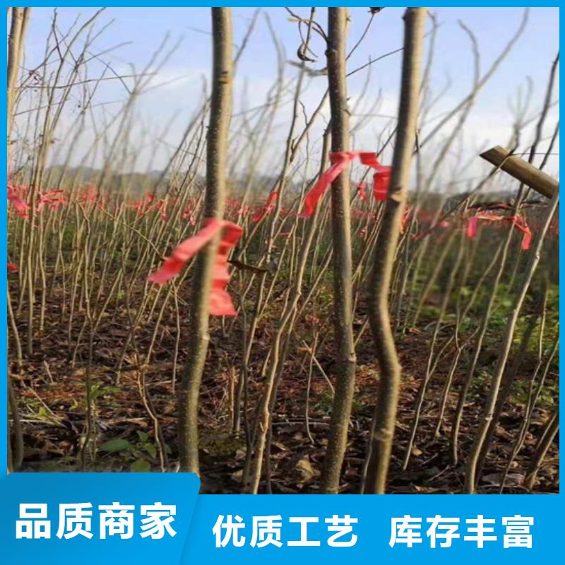 碧根果【苹果苗】信誉有保证