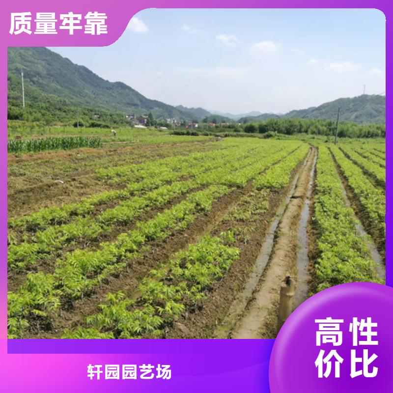 【碧根果】樱桃苗细节之处更加用心