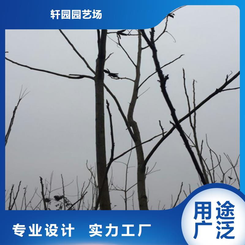 碧根果苹果苗种类多质量好