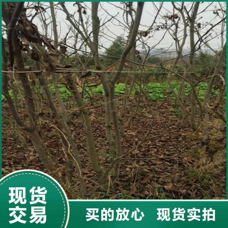 碧根果【苹果苗】信誉有保证