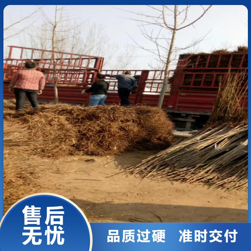 香椿樱桃苗口碑好实力强