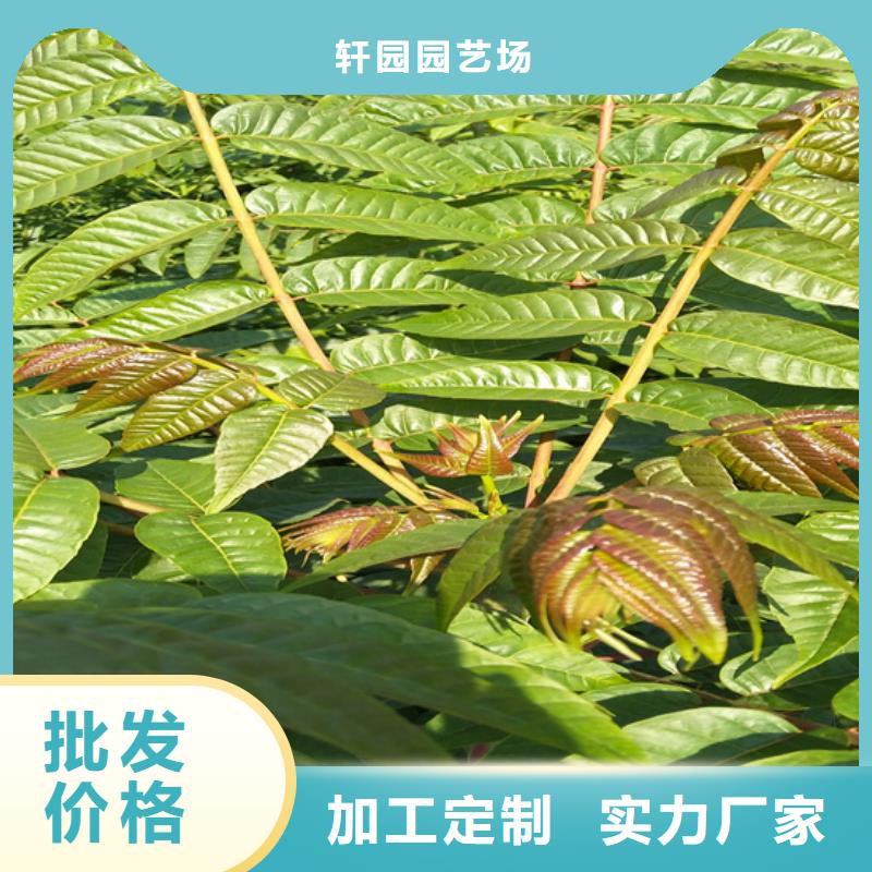 香椿苹果苗值得信赖