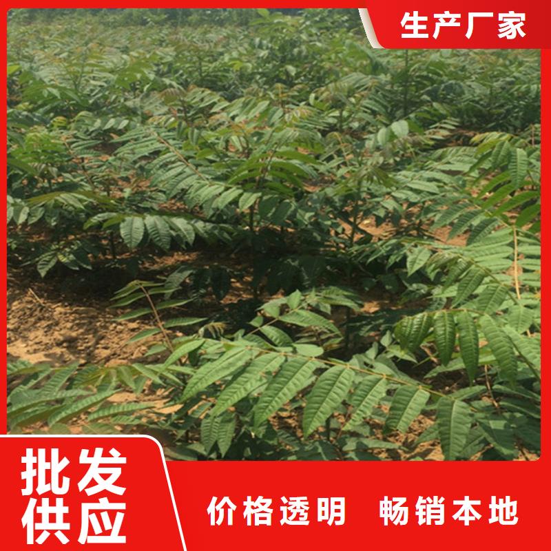 香椿樱桃苗口碑好实力强