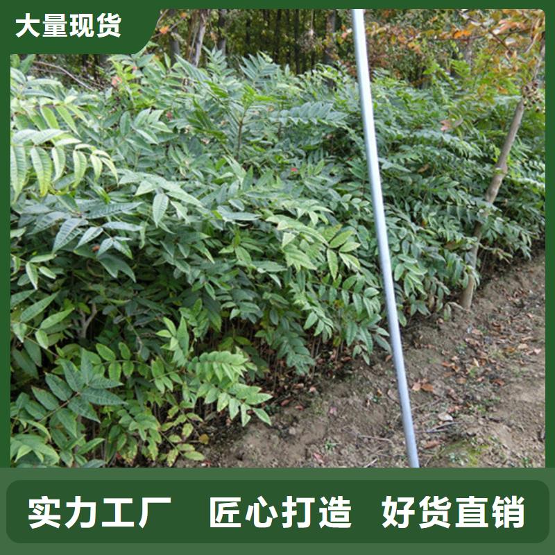 香椿-草莓苗经验丰富品质可靠