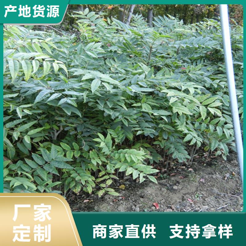 香椿苹果苗一周内发货