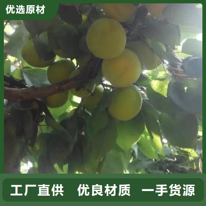 杏李子苗买的放心安兴用的舒心
