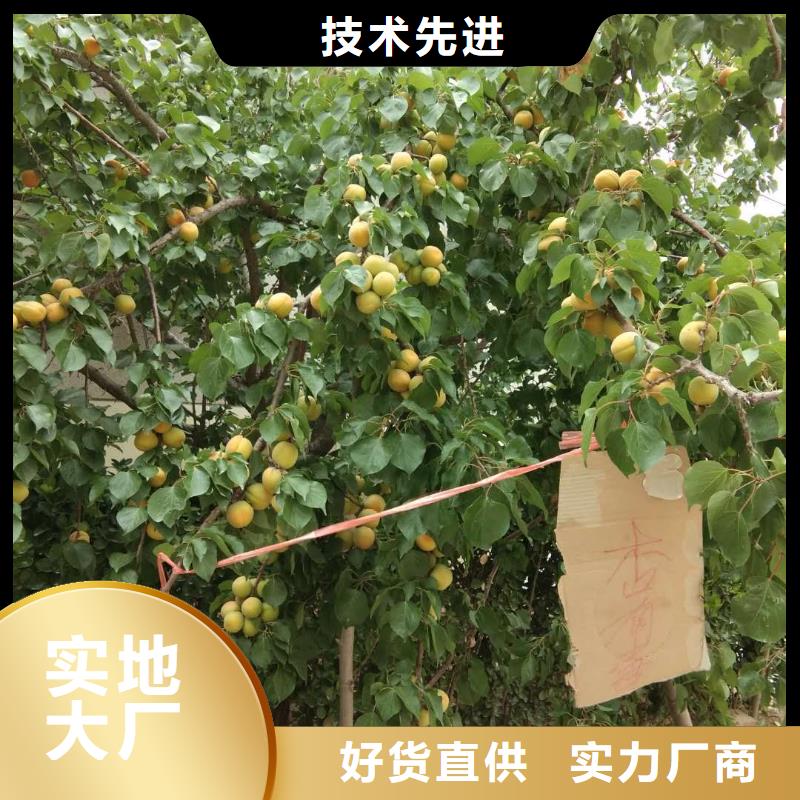 杏李子苗买的放心安兴用的舒心
