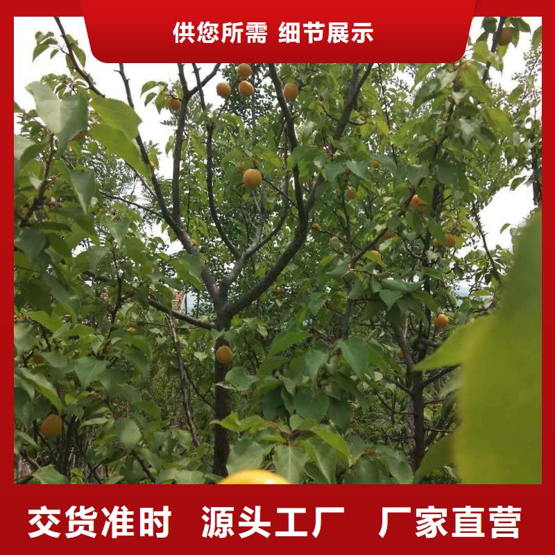 杏李子苗买的放心安兴用的舒心