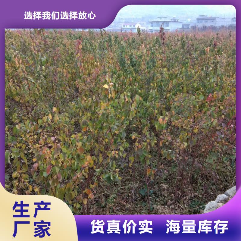 杏李子苗买的放心安兴用的舒心