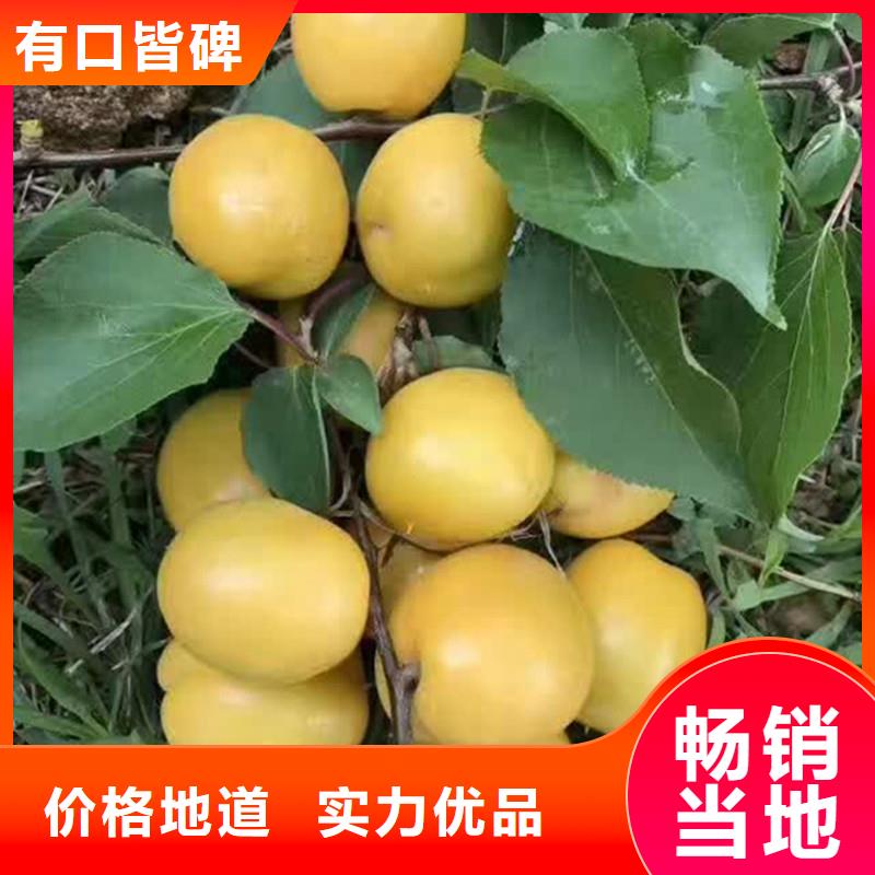 杏樱桃苗来图加工定制