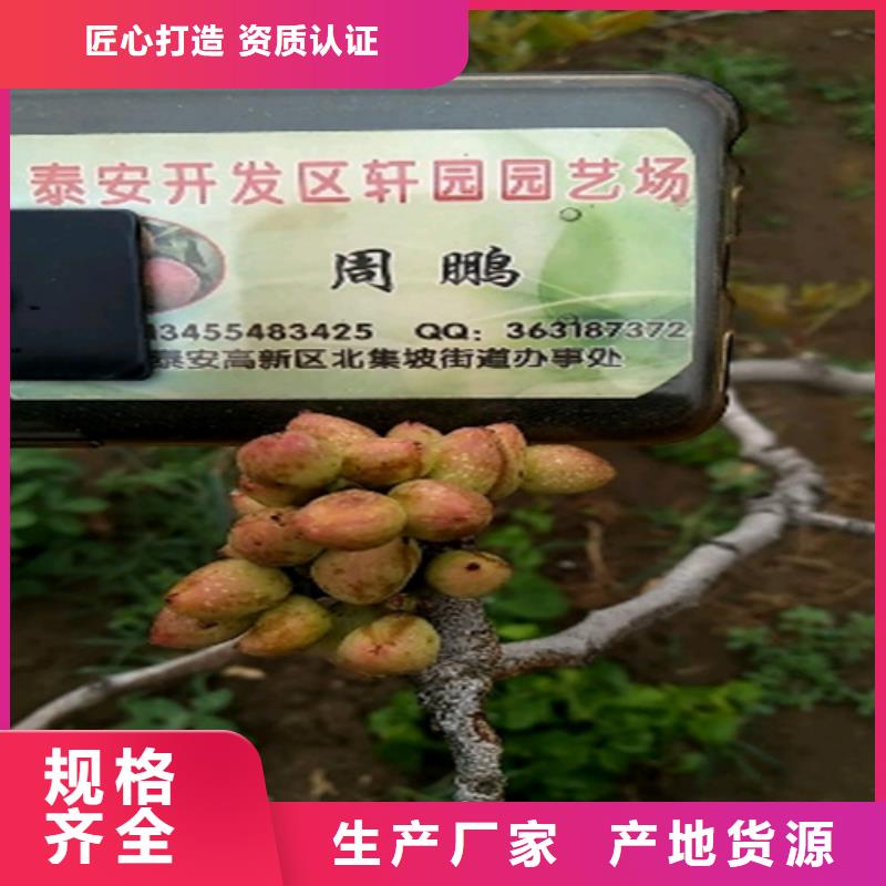 开心果草莓苗大量现货供应