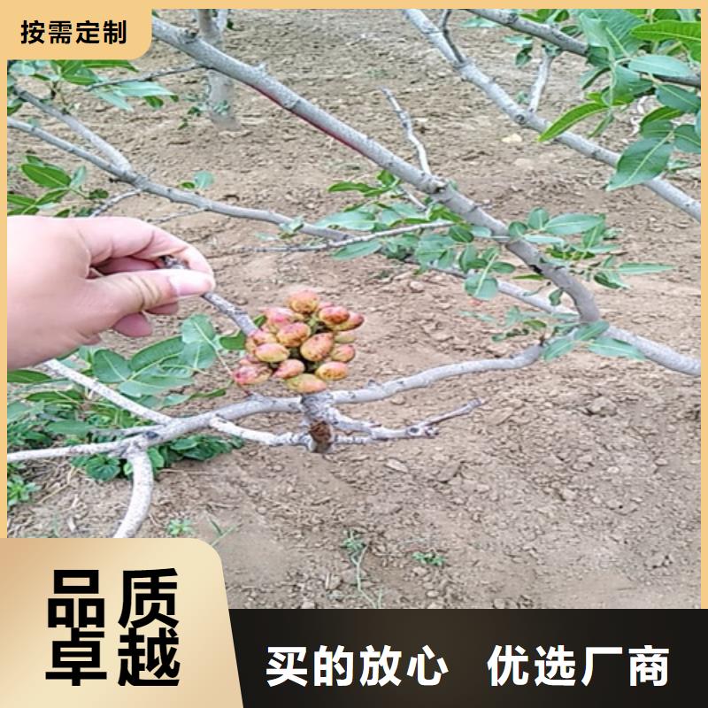 开心果草莓苗大量现货供应