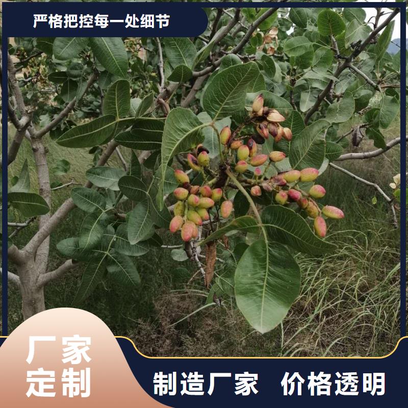 开心果樱桃苗货源直销