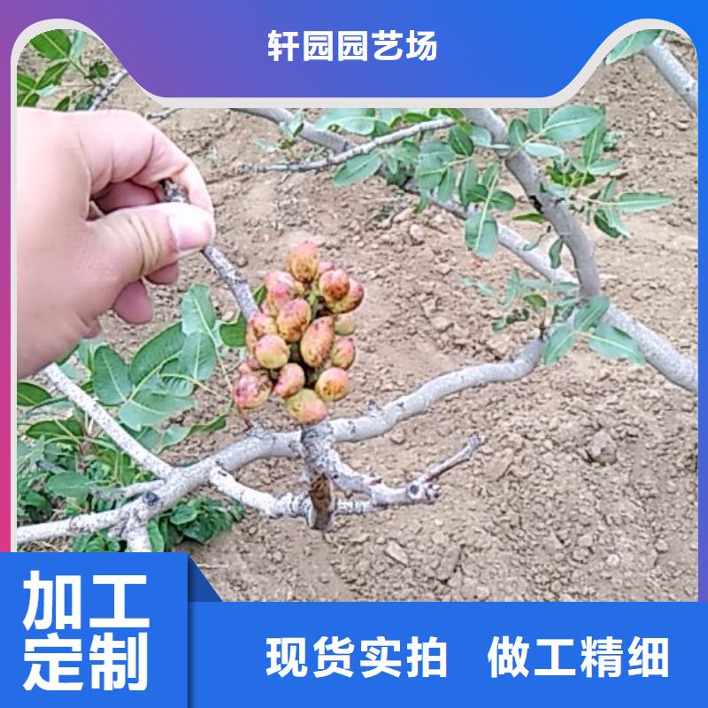 开心果_【李树苗】按需定制