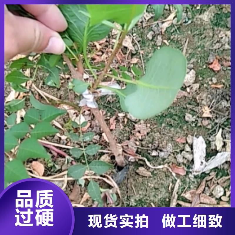 开心果量多优惠