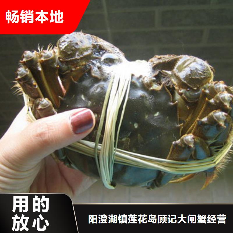 阳澄湖大闸蟹订购找大品牌